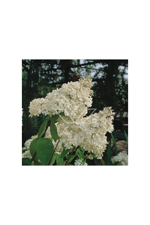 Hortensja bukietowa 'Grandiflora' | Hydrangea paniculata