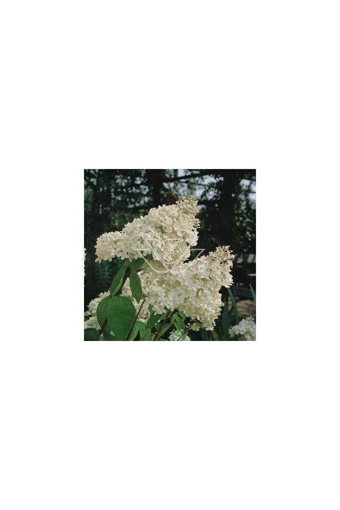 Hortensja bukietowa 'Grandiflora' | Hydrangea paniculata