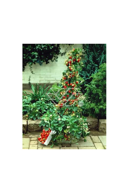 Truskawka pnąca, truskawka zwisająca, truskawka Toscana