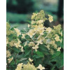 Hortensja bukietowa 'Kyushu' | Hydrangea paniculata