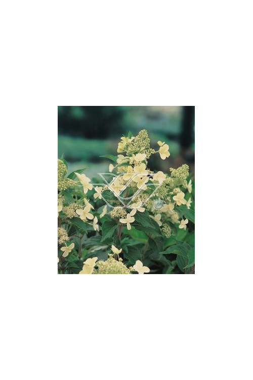 Hortensja bukietowa 'Kyushu' | Hydrangea paniculata
