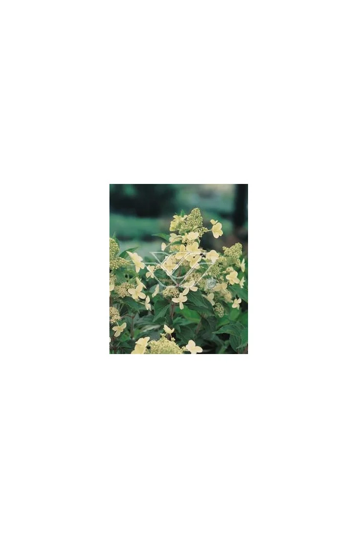Hortensja bukietowa 'Kyushu' | Hydrangea paniculata