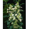 Hortensja bukietowa 'Kyushu' | Hydrangea paniculata