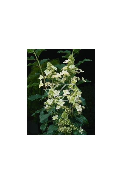 Hortensja bukietowa 'Kyushu' | Hydrangea paniculata