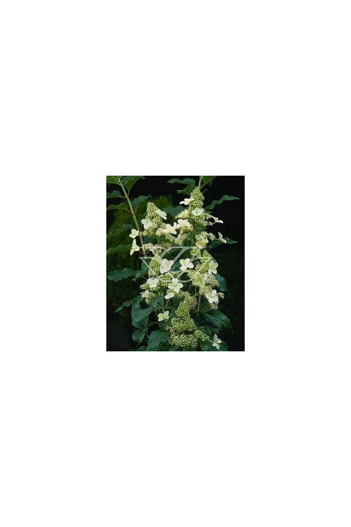 Hortensja bukietowa 'Kyushu' | Hydrangea paniculata