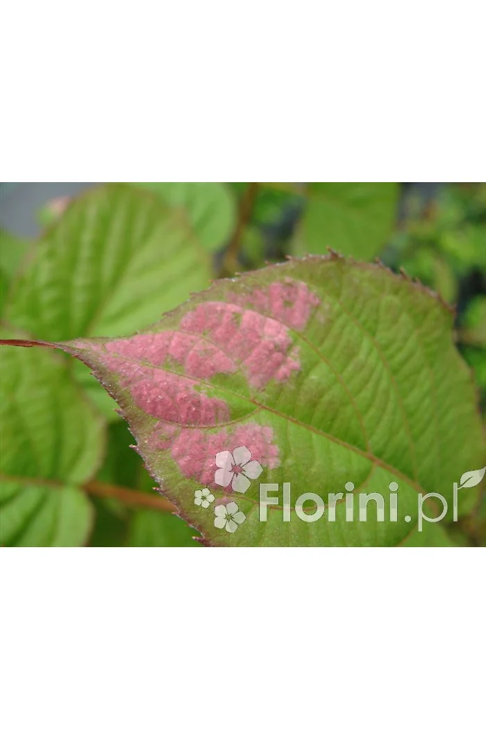 Aktinidia pstrolistna | Actinidia kolomikta