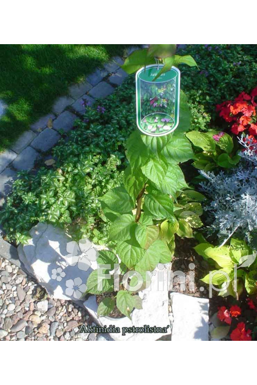 Aktinidia pstrolistna | Actinidia kolomikta