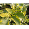 Bez czarny 'Madonna' Sambucus nigra