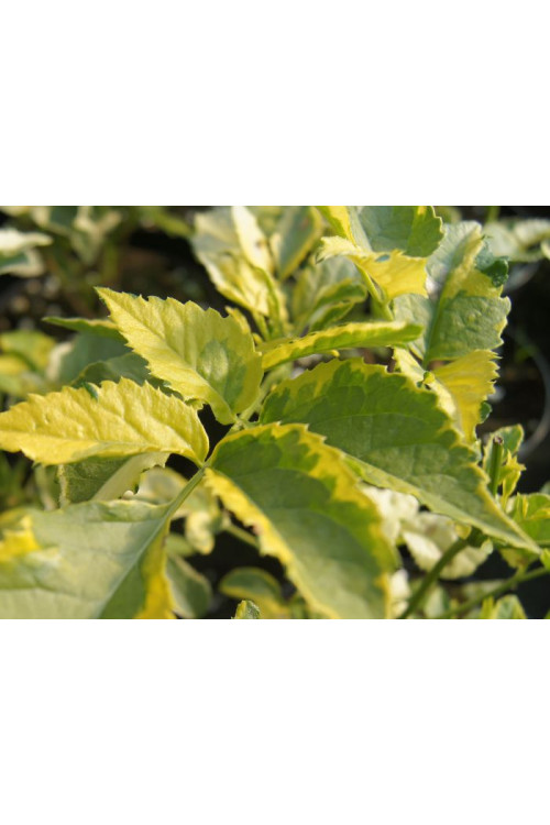 Bez czarny 'Madonna' Sambucus nigra