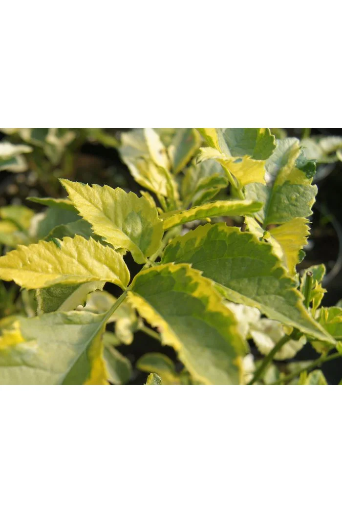 Bez czarny 'Madonna' Sambucus nigra