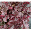 Żurawka 'Midnight Rose Select' Heuchera