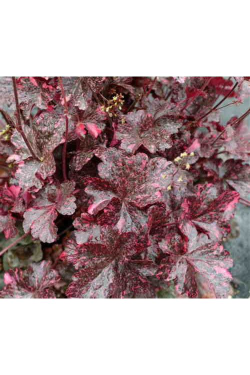 Żurawka 'Midnight Rose Select' Heuchera