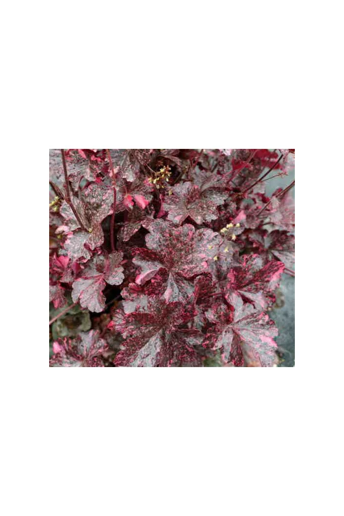 Żurawka 'Midnight Rose Select' Heuchera