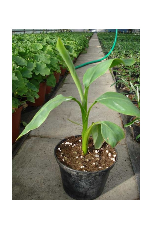 Bananowiec | Musa basjoo