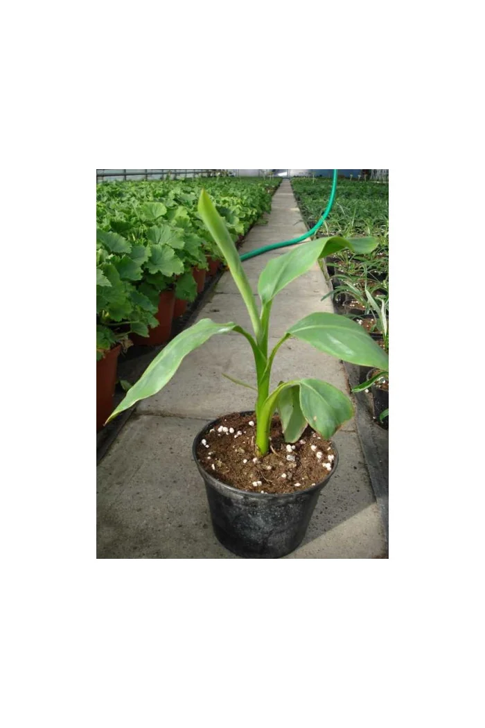 Bananowiec | Musa basjoo