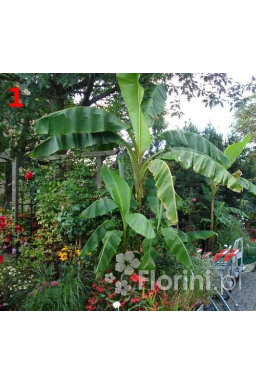 Bananowiec | Musa basjoo