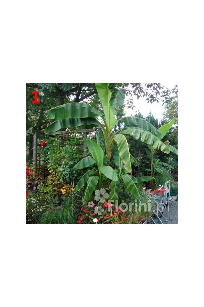 Bananowiec | Musa basjoo