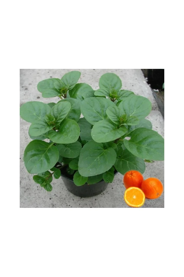 Mięta pomarańczowa 'Granada' | Mentha x piperita