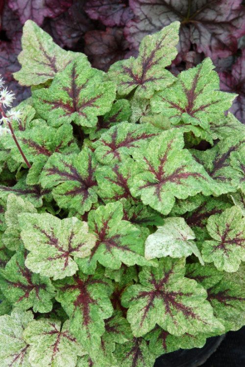 tiarella
