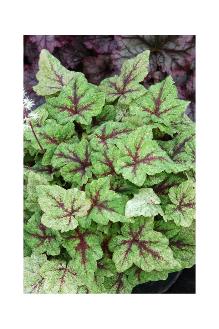 tiarella