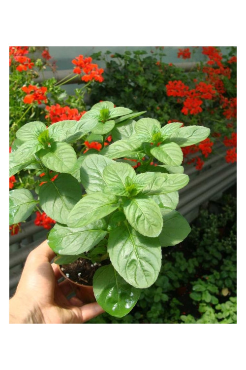 Mięta pomarańczowa 'Granada' | Mentha x piperita