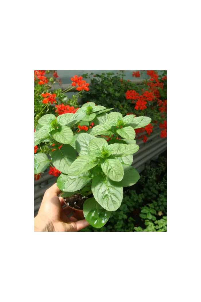 Mięta pomarańczowa 'Granada' | Mentha x piperita