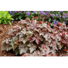 Żuraweczka (Żurawka) 'Burnished Bronze' Heucherella