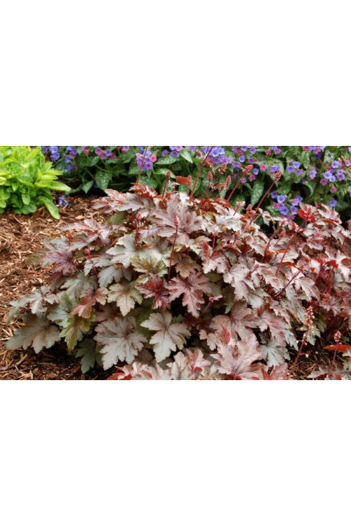 Żuraweczka (Żurawka) 'Burnished Bronze' Heucherella