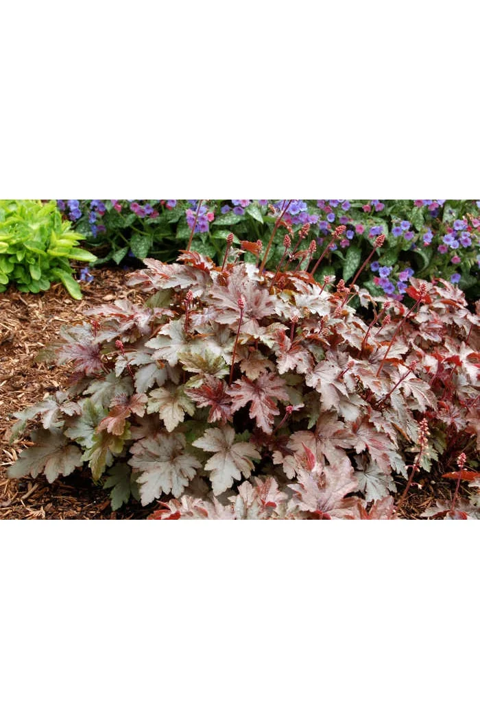 Żuraweczka (Żurawka) 'Burnished Bronze' Heucherella