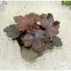 Żuraweczka (Żurawka) 'Burnished Bronze' Heucherella
