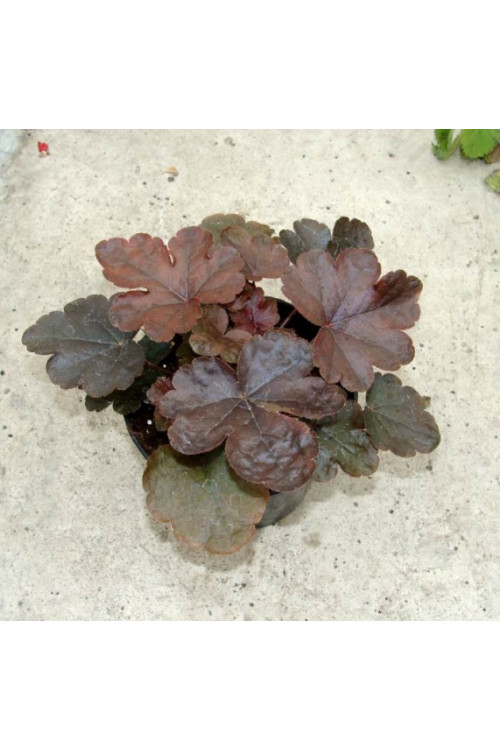 Żuraweczka (Żurawka) 'Burnished Bronze' Heucherella