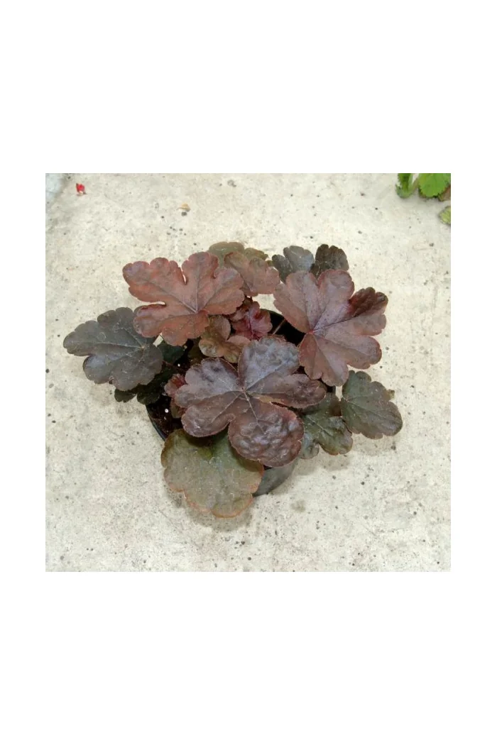 Żuraweczka (Żurawka) 'Burnished Bronze' Heucherella