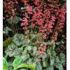 Żurawka 'Peppermint Spice' | Heuchera