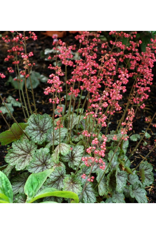 Żurawka 'Peppermint Spice' | Heuchera