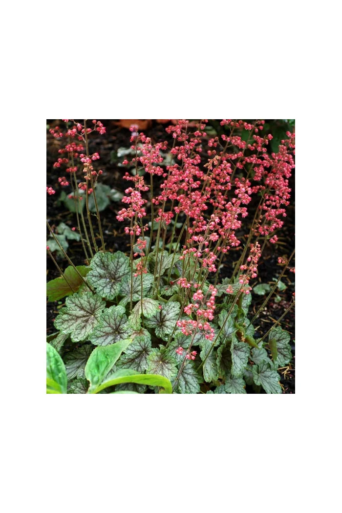 Żurawka 'Peppermint Spice' | Heuchera