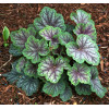 Żurawka 'Peppermint Spice' | Heuchera