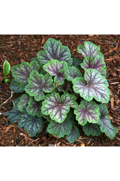 Żurawka 'Peppermint Spice' | Heuchera