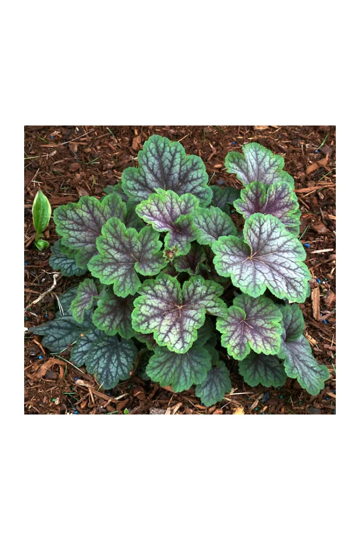 Żurawka 'Peppermint Spice' | Heuchera