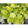 Żurawka 'Lime Rickey' Heuchera