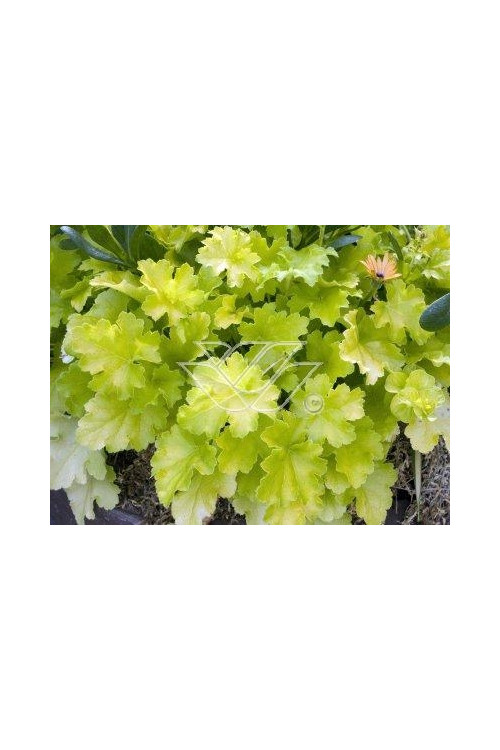 Żurawka 'Lime Rickey' Heuchera