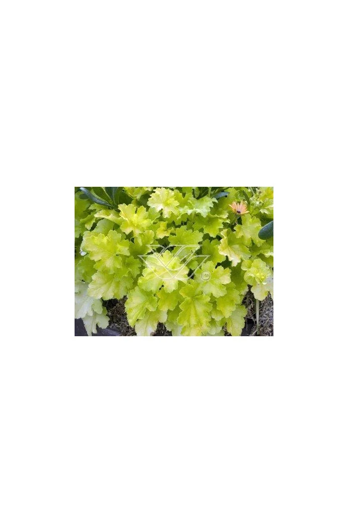 Żurawka 'Lime Rickey' Heuchera