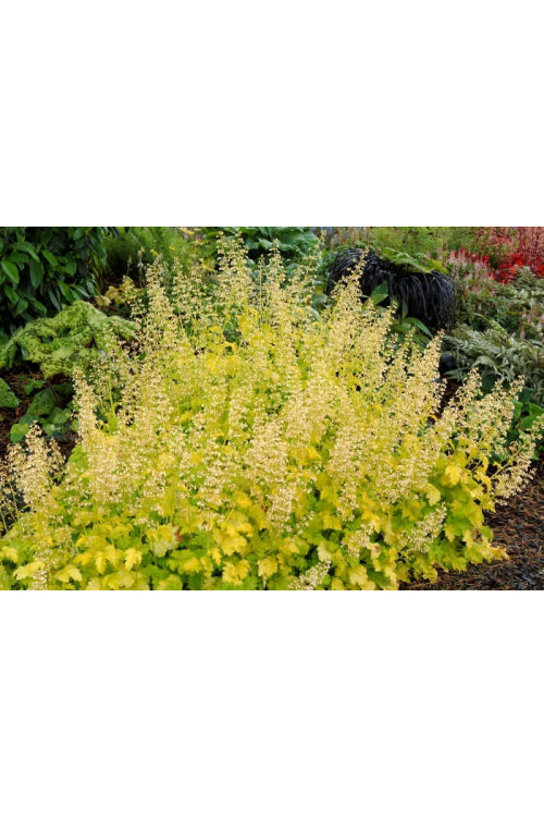 Żurawka 'Lime Rickey' Heuchera