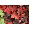 Żuraweczka (Żurawka) 'Burnished Bronze' Heucherella