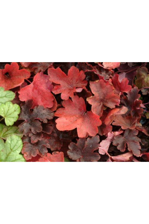 Żuraweczka (Żurawka) 'Burnished Bronze' Heucherella