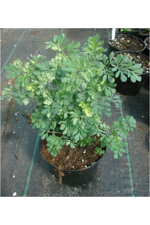 Ruta zwyczajna 'Jackman's Blue' Ruta gravoelens