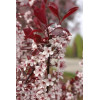 Śliwa dziecięca Prunus cistena