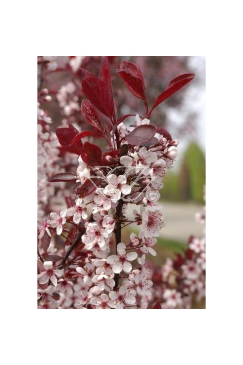 Śliwa dziecięca Prunus cistena