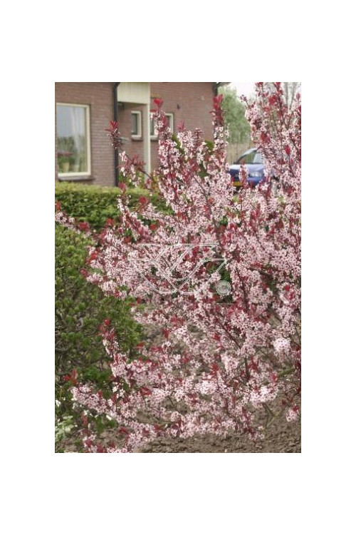 Śliwa dziecięca Prunus cistena