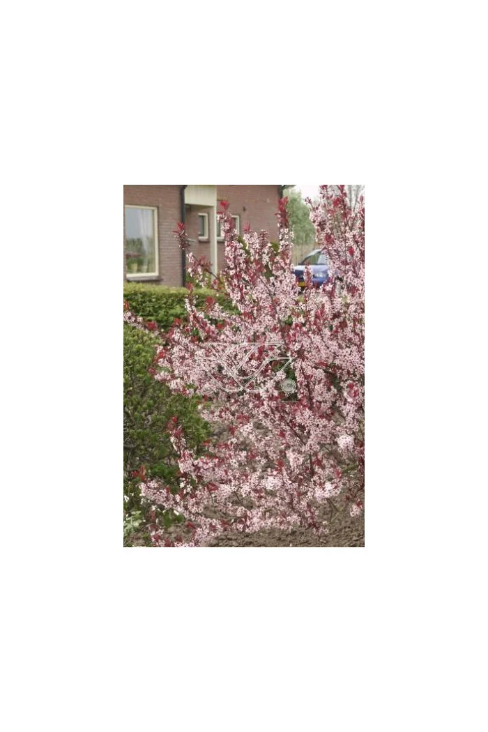 Śliwa dziecięca Prunus cistena