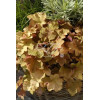 Żurawka 'Creme Brule' Heuchera